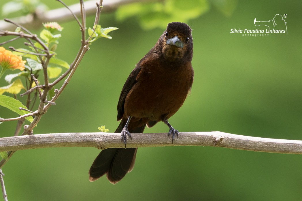 Silver-beaked Tanager - ML121044051