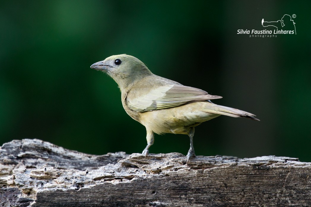 Palm Tanager - ML121044511