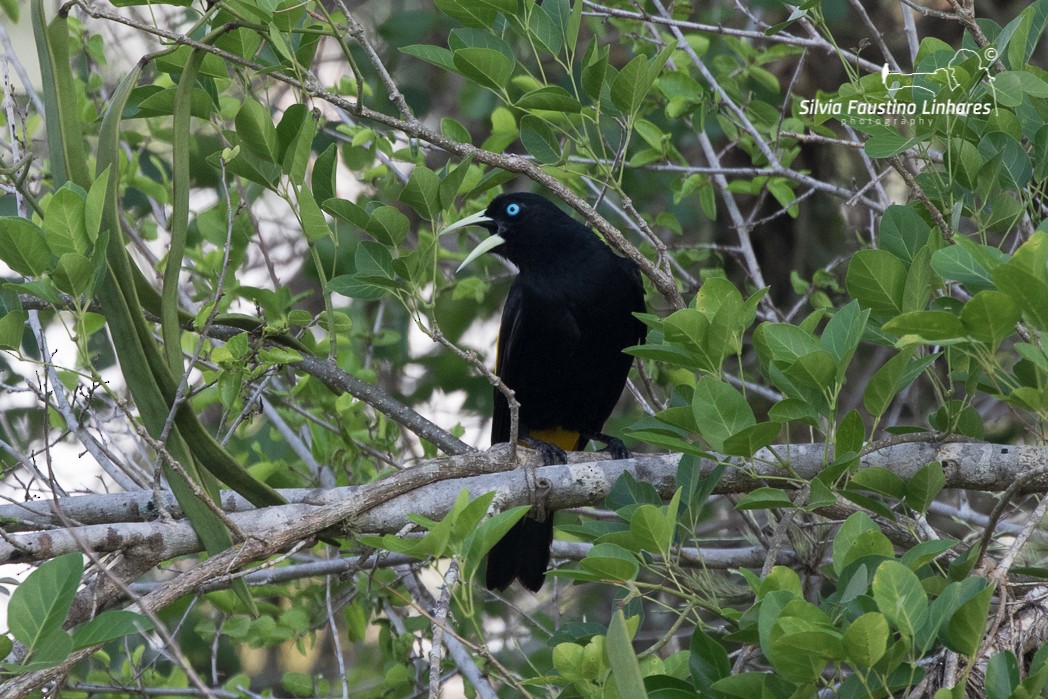 Yellow-rumped Cacique - ML121044711