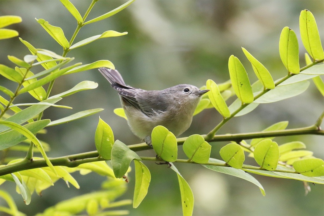 Lucy's Warbler - ML121044771
