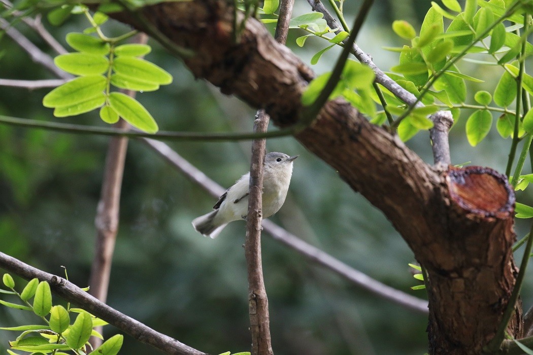 Lucy's Warbler - ML121044831