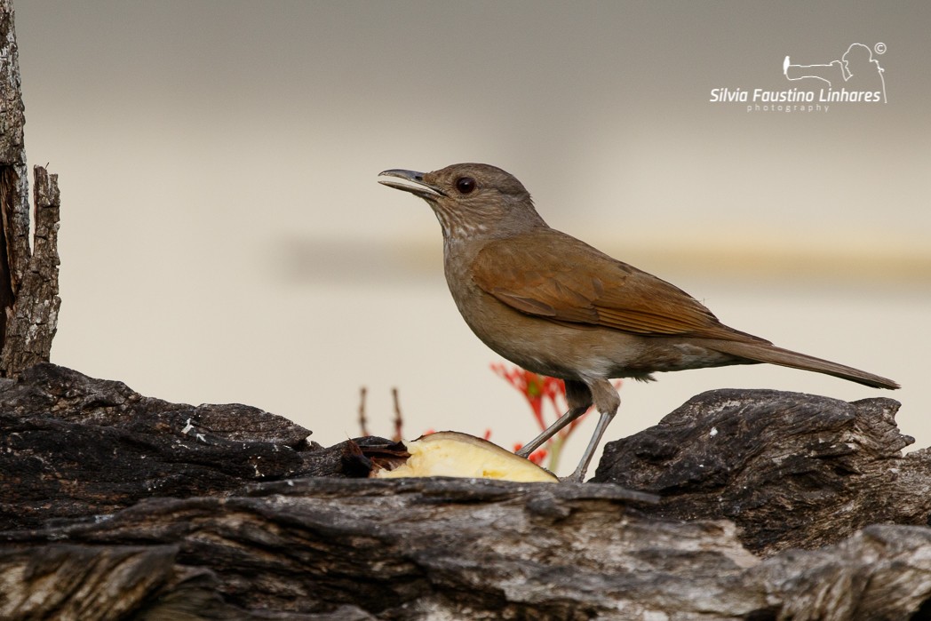 Pale-breasted Thrush - ML121044881
