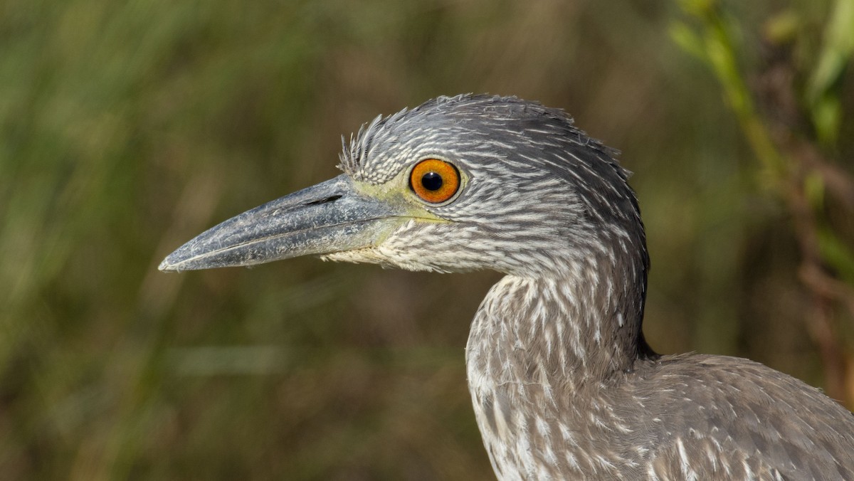 Yellow-crowned Night Heron - Marky Mutchler