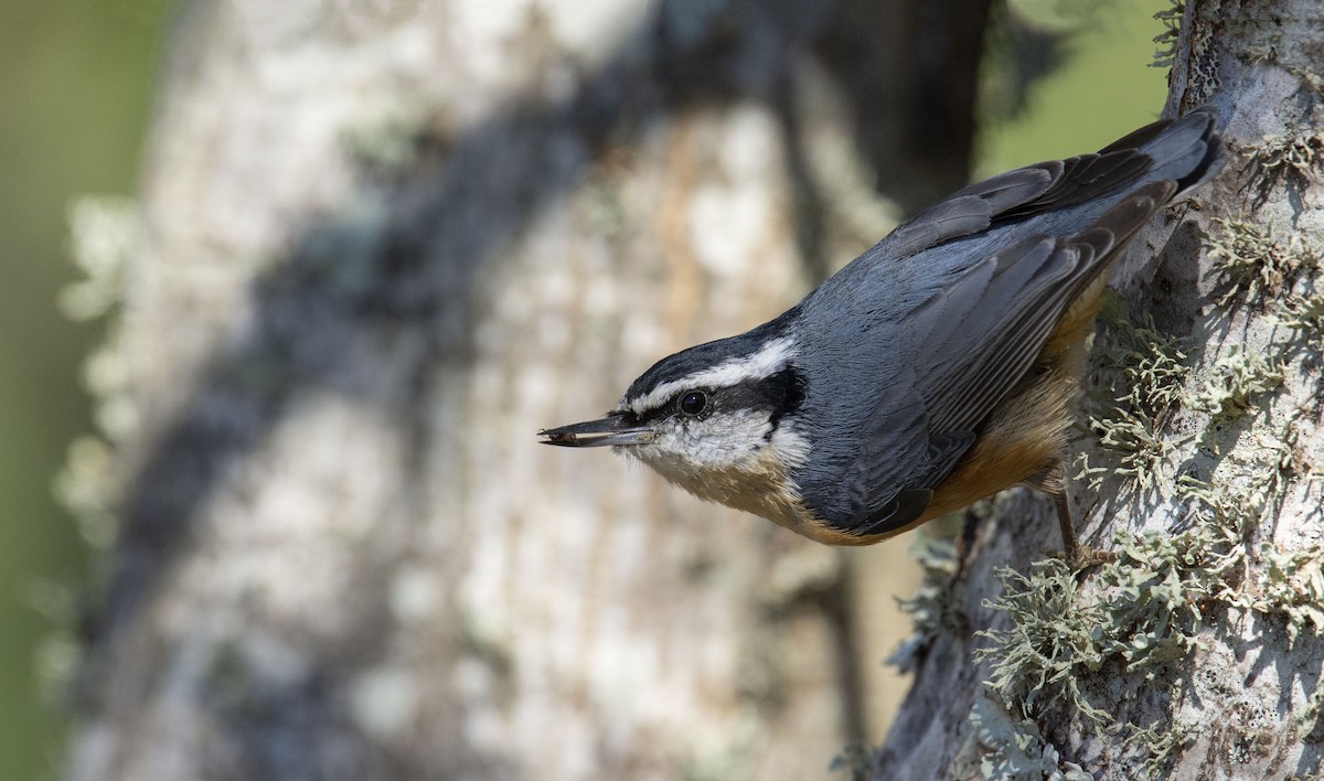 Red-breasted Nuthatch - Marky Mutchler