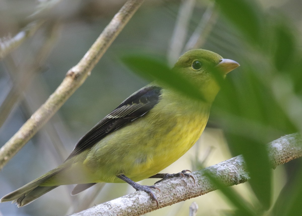 Scarlet Tanager - ML121046641