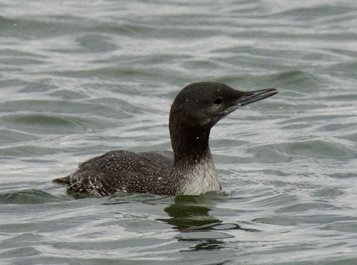 Red-throated Loon - Brian Avent