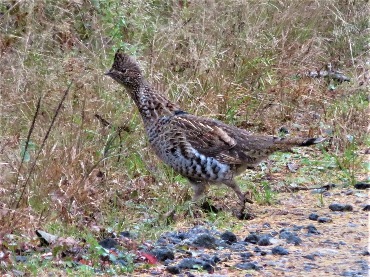 Ruffed Grouse - Kevin Topping