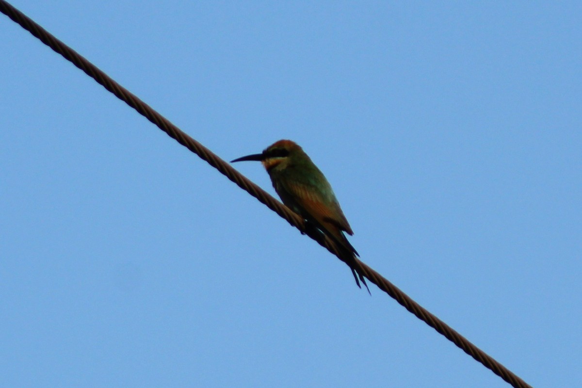 Rainbow Bee-eater - ML121051741