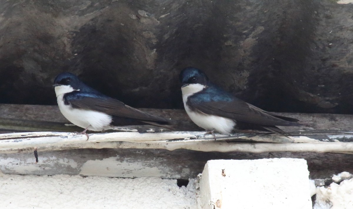 Blue-and-white Swallow - Rick Folkening