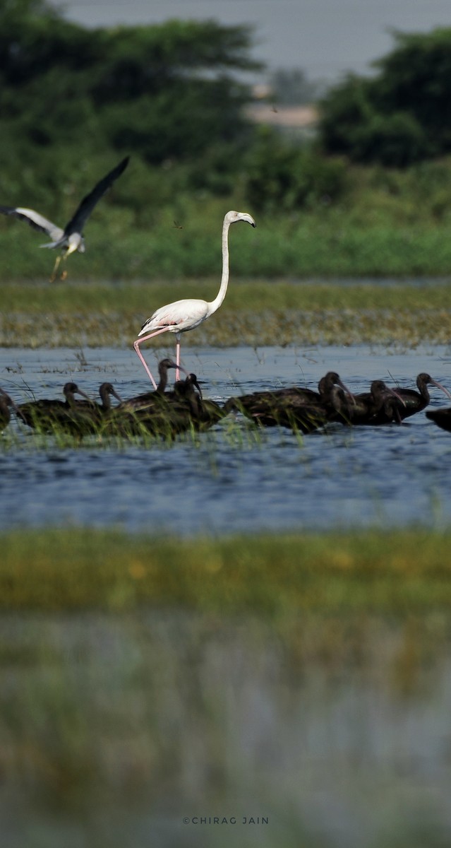 Greater Flamingo - chirag jain