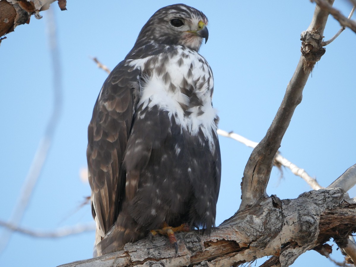 Red-tailed Hawk (Harlan's) - Chris Gilbert
