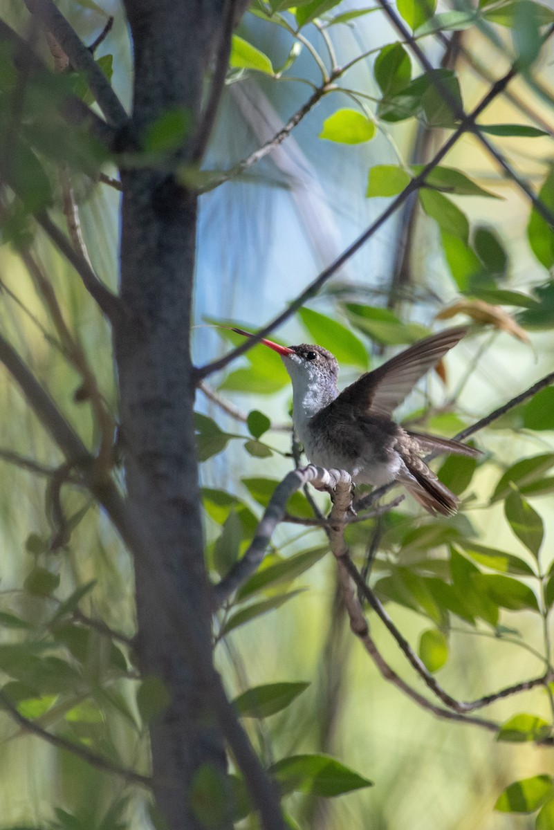 Violet-crowned Hummingbird - ML121057501