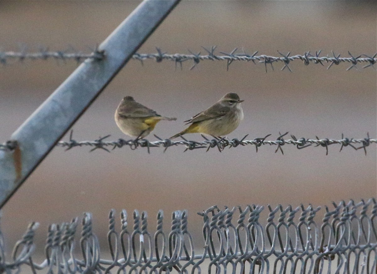 Palm Warbler - Pair of Wing-Nuts