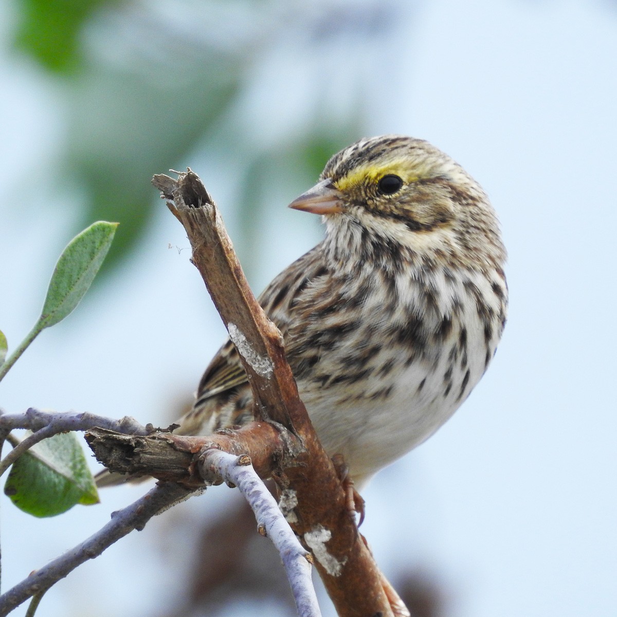 Savannah Sparrow (Belding's) - ML121059801