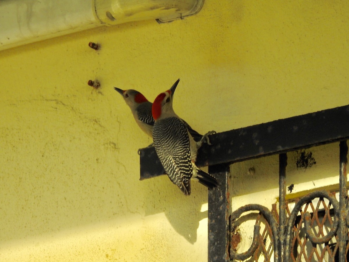 Golden-fronted Woodpecker (Velasquez's) - Jane Crawford