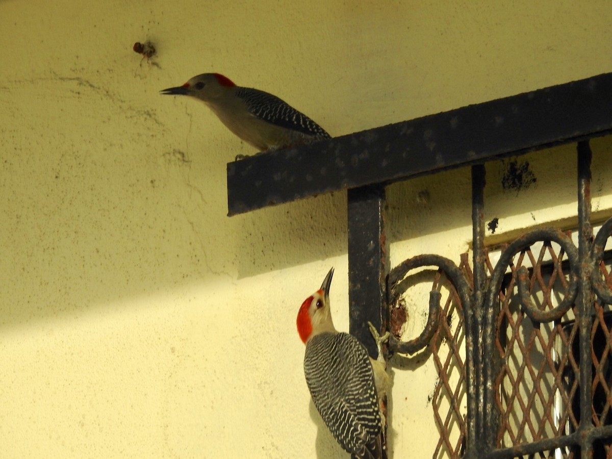 Golden-fronted Woodpecker (Velasquez's) - ML121062451