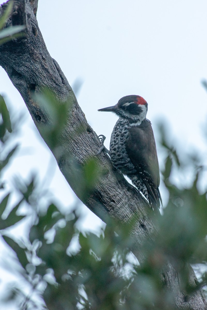 Arizona Woodpecker - ML121062731