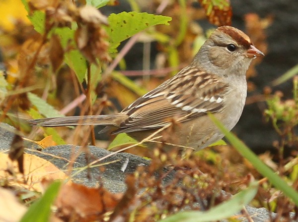 White-crowned Sparrow - sicloot