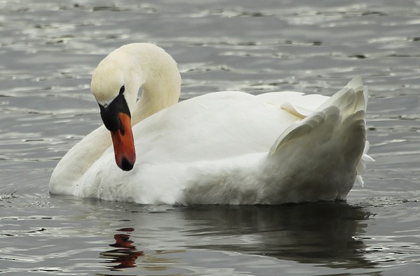 Mute Swan - sicloot