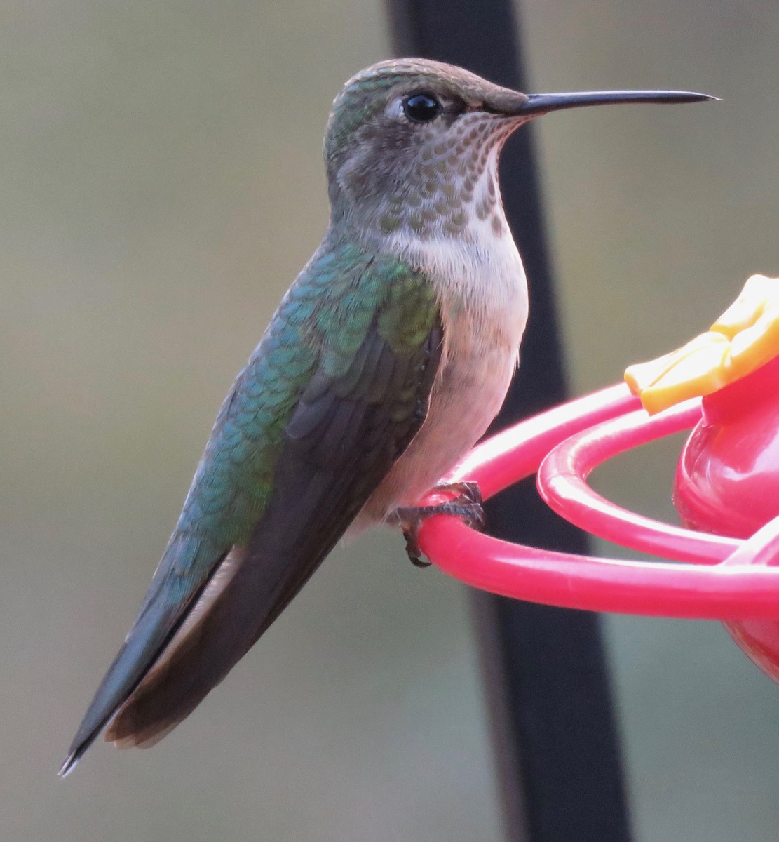 Broad-tailed Hummingbird - Rich Hoyer