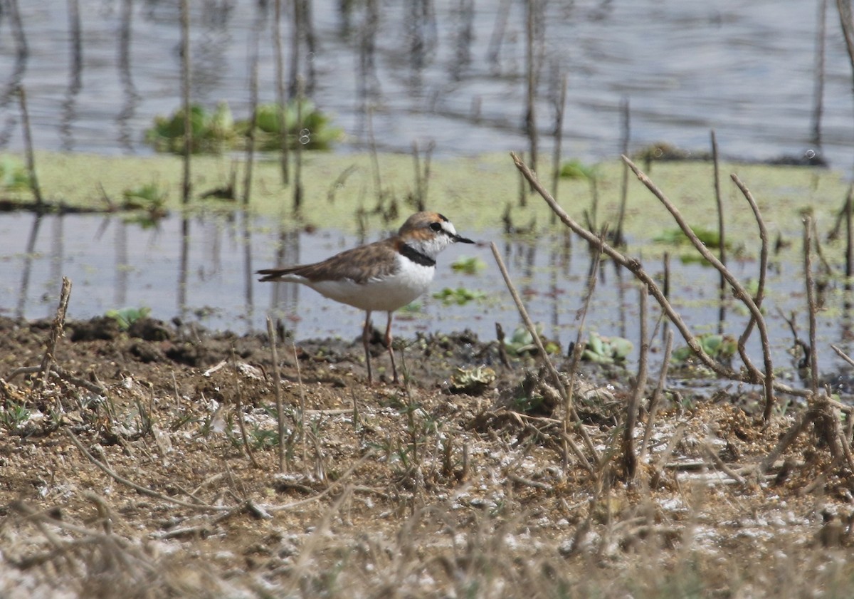 Collared Plover - ML121068301