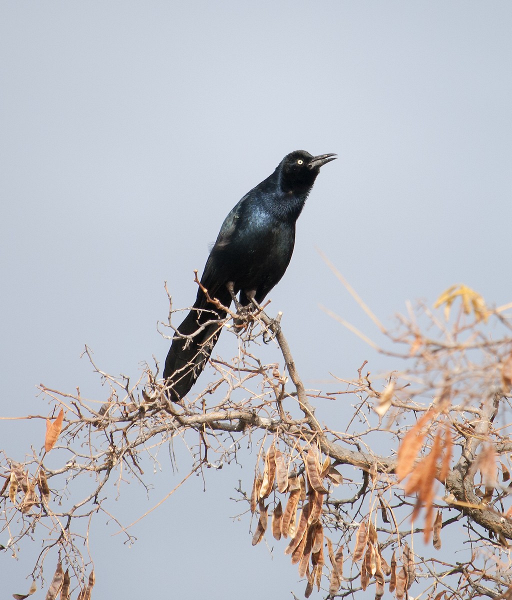 Great-tailed Grackle - ML121073311