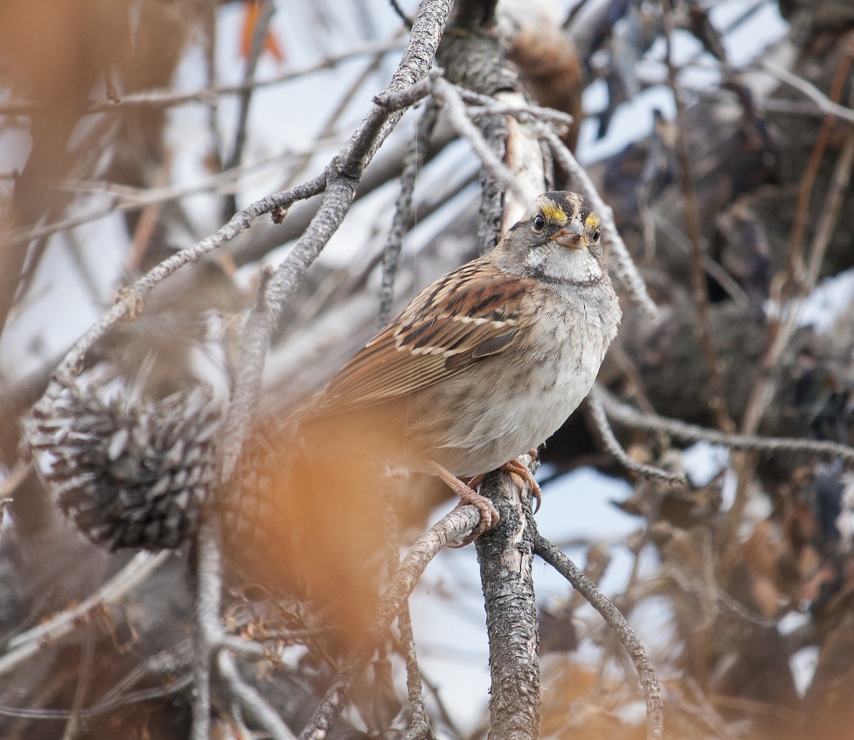 White-throated Sparrow - ML121073971