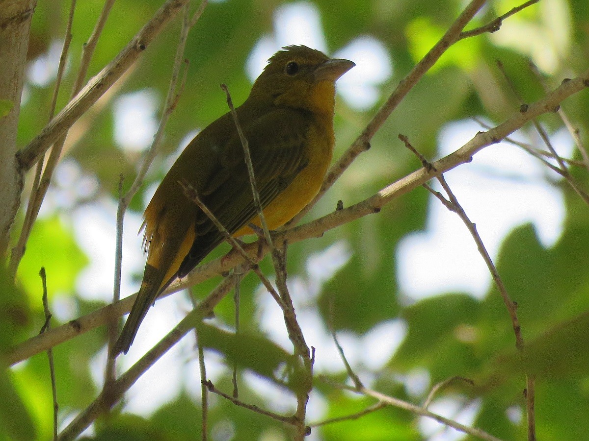 Summer Tanager - Troy Corman