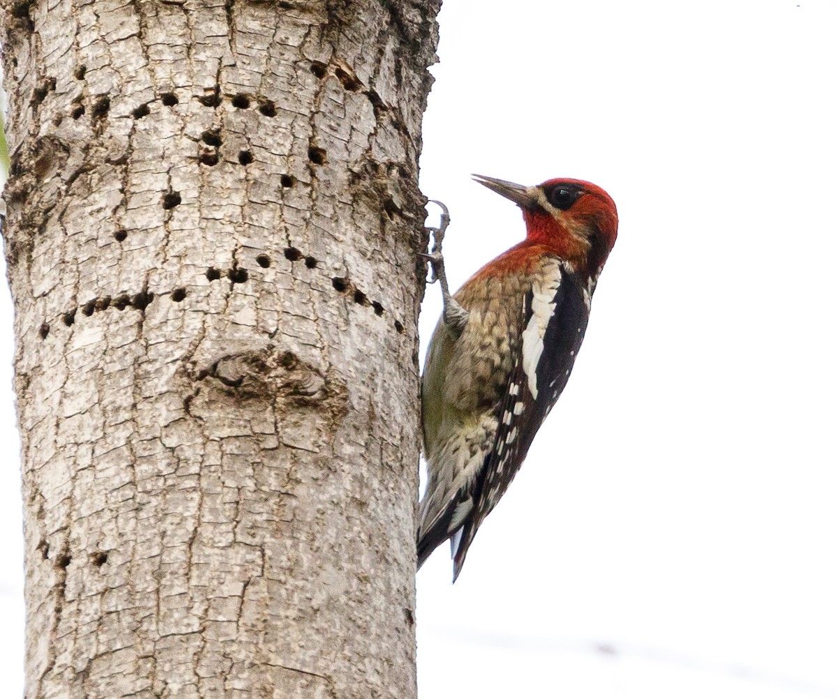 Red-breasted Sapsucker - ML121075831