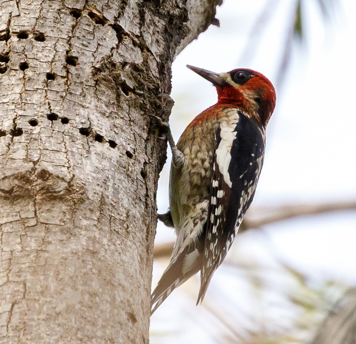 Red-breasted Sapsucker - ML121075851