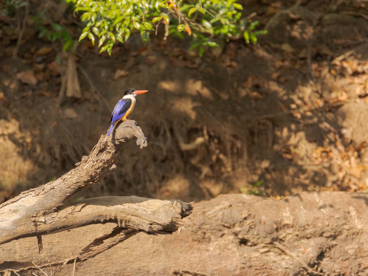 Black-capped Kingfisher - Adithya Bhat