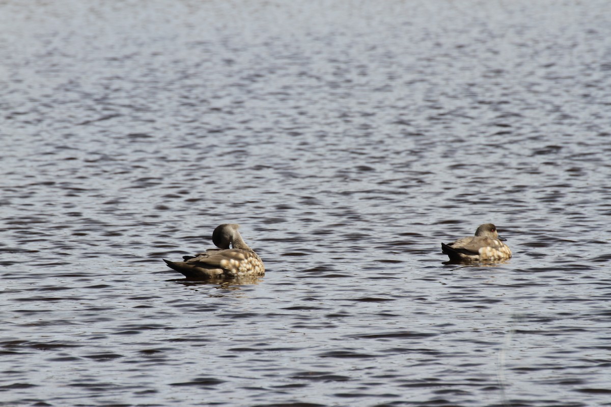Crested Duck - ML121080321