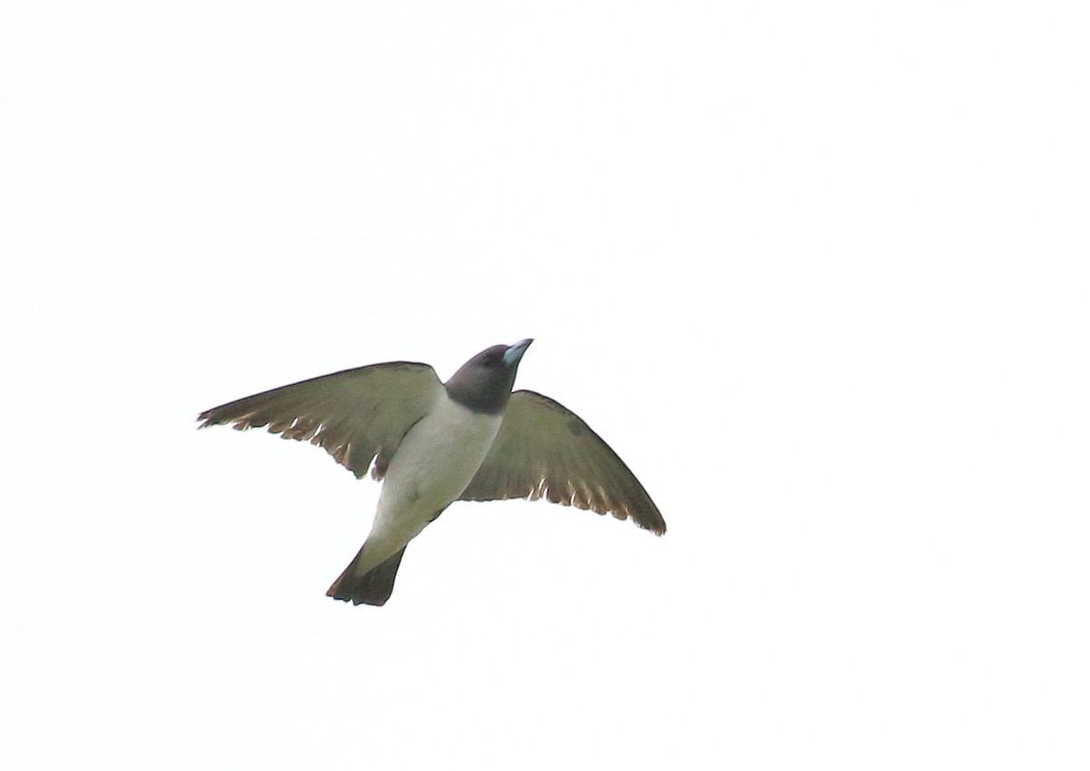 White-breasted Woodswallow - Michael Rutkowski