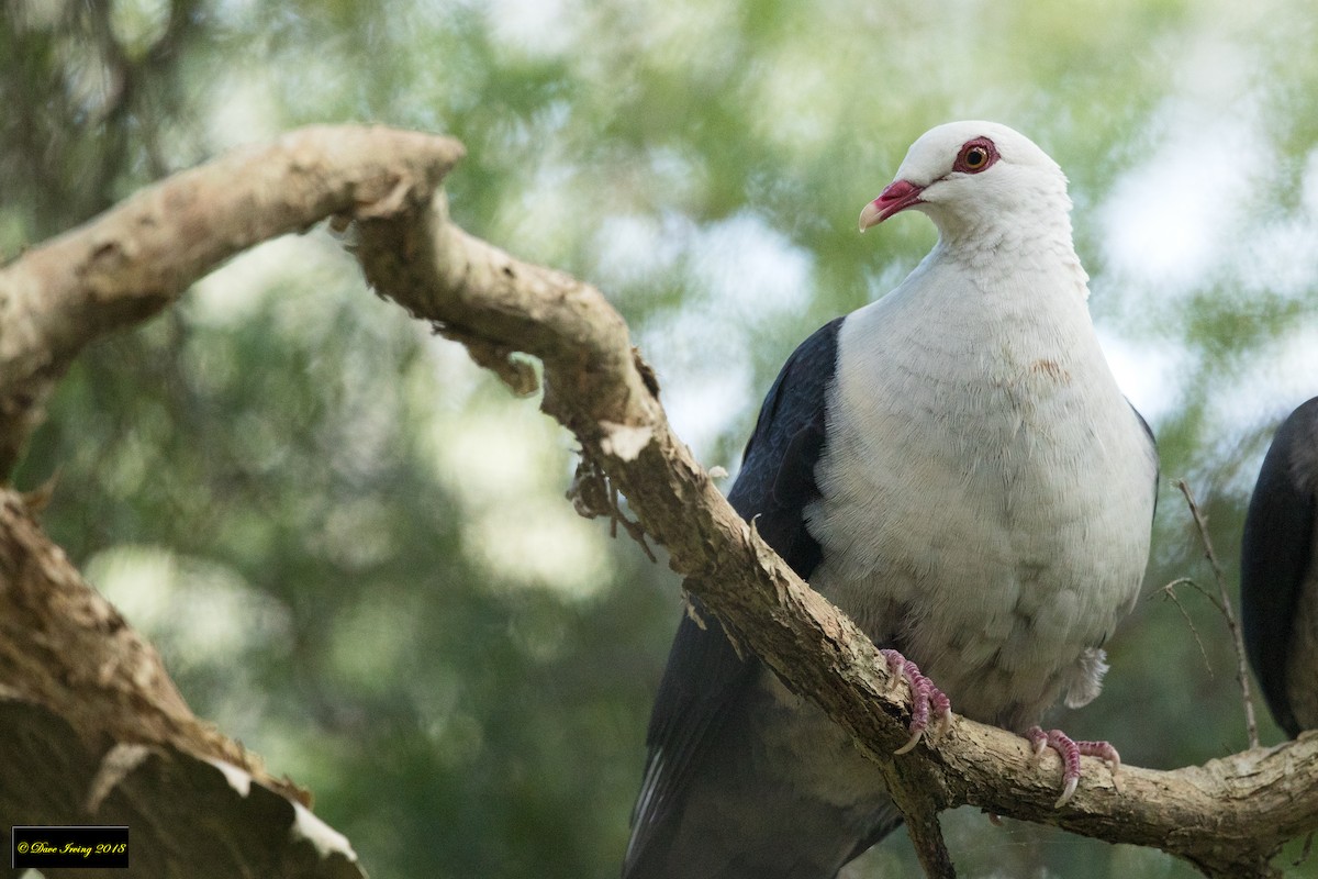 White-headed Pigeon - ML121083101