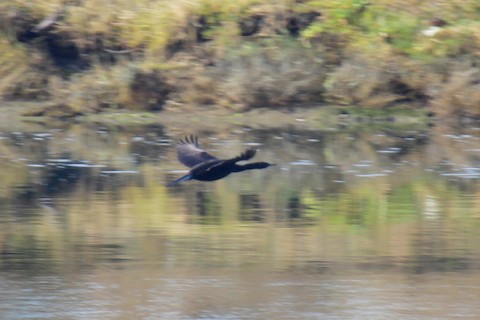 Pelagic Cormorant - eBird