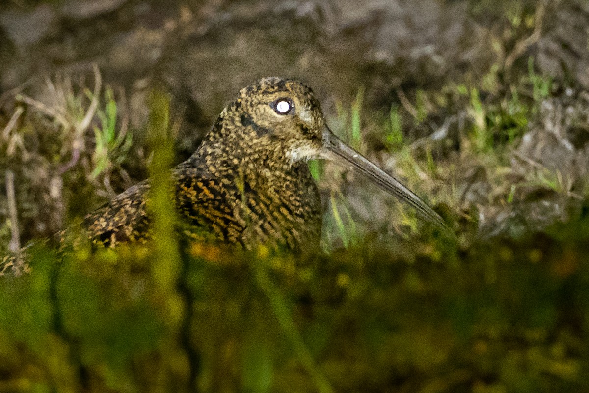 New Guinea Woodcock - Phil Chaon