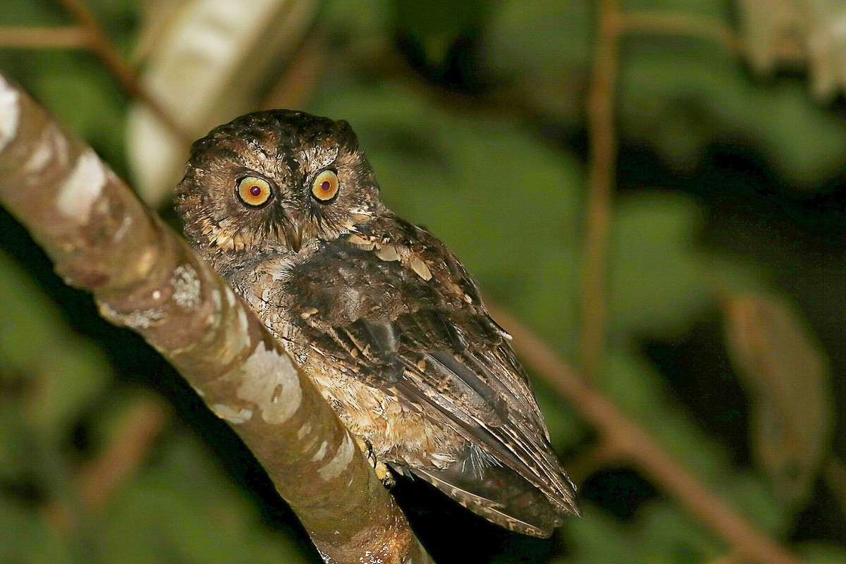 Sangihe Scops-Owl - Phil Chaon