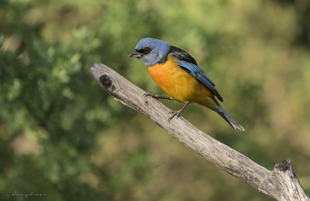 Blue-and-yellow Tanager - ML121089931