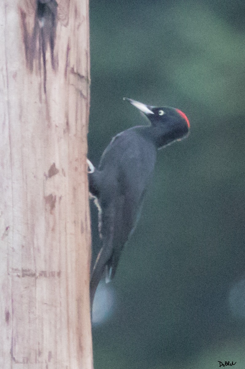Black Woodpecker - ML121092811