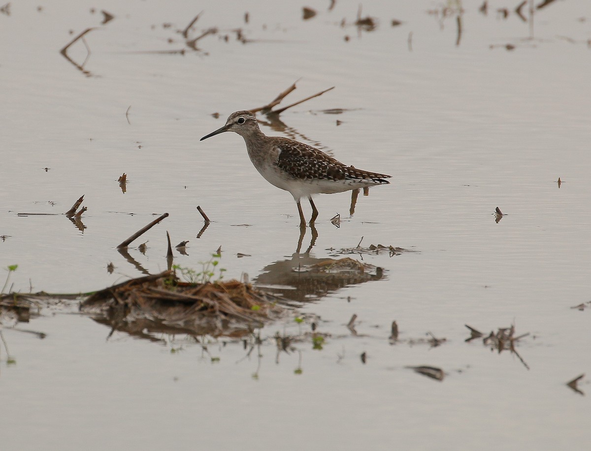Wood Sandpiper - Neoh Hor Kee