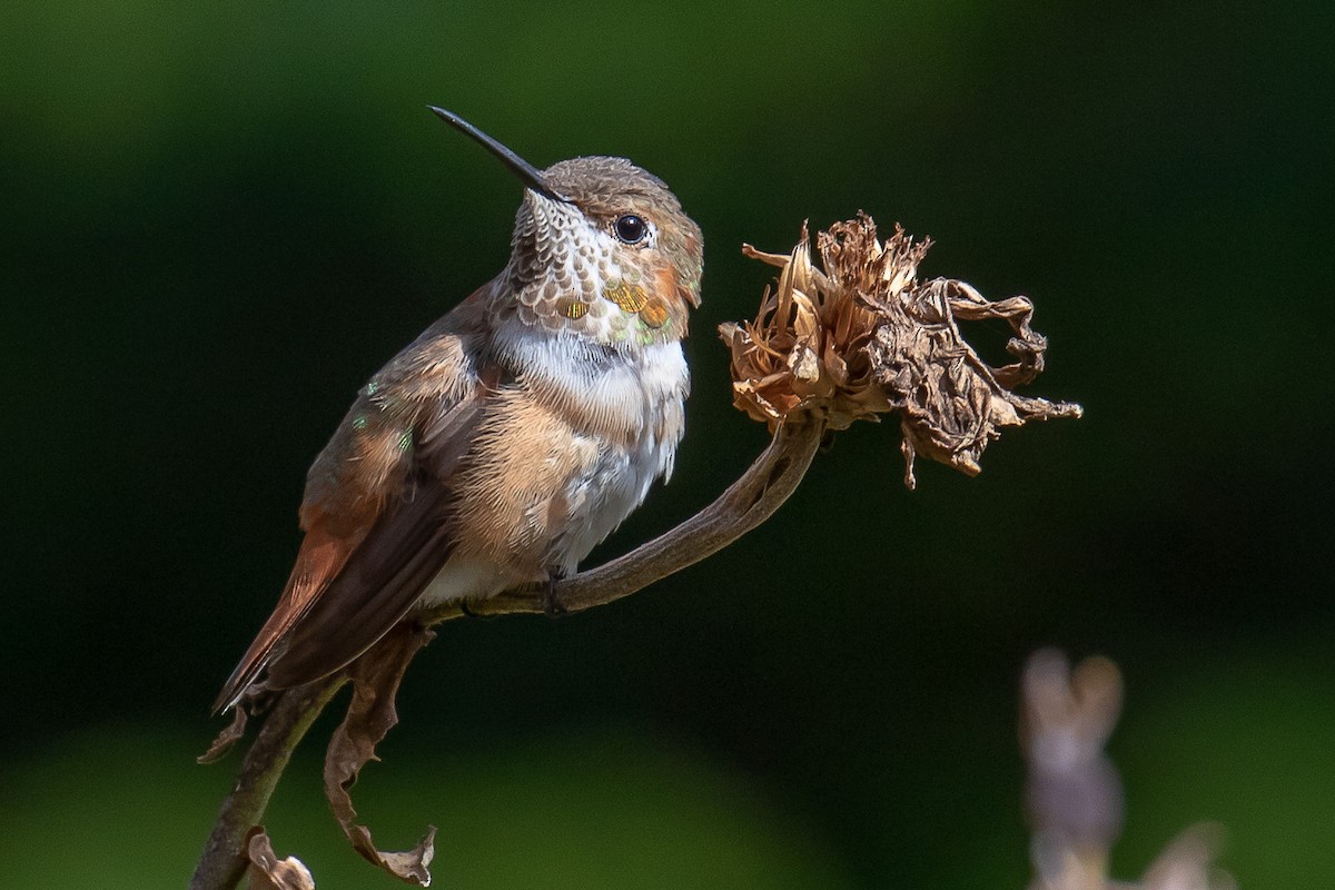 Rufous Hummingbird - Chris S. Wood