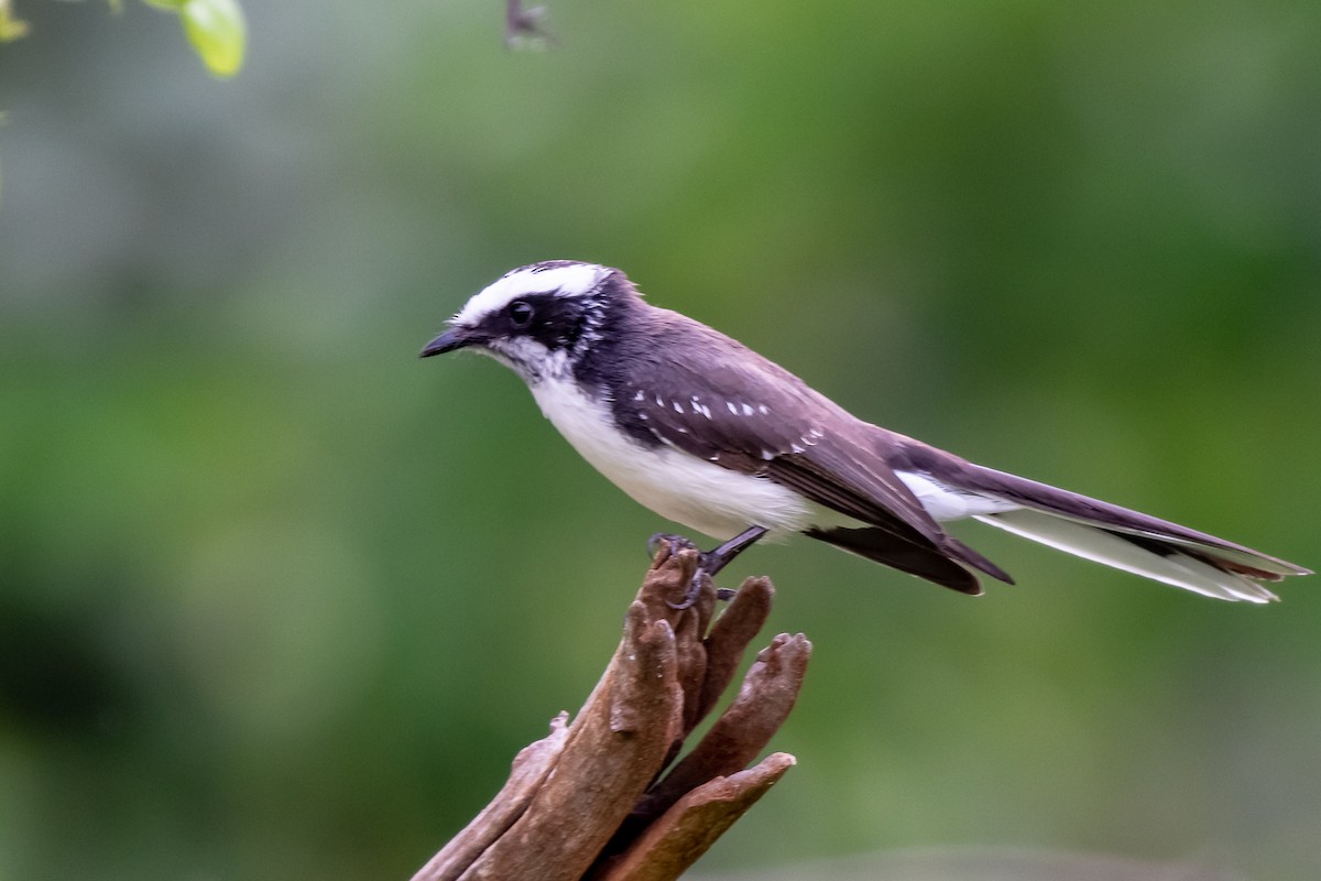 White-browed Fantail - ML121102791