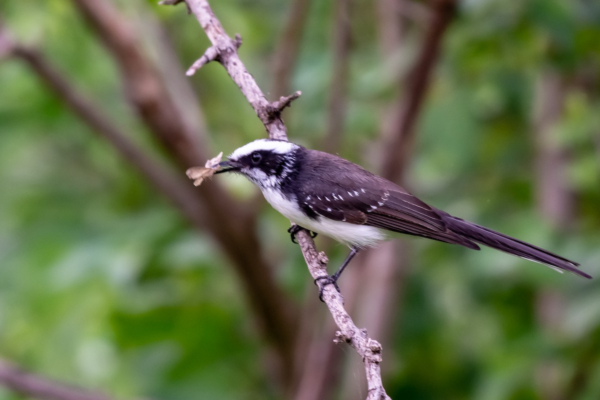 White-browed Fantail - ML121102801