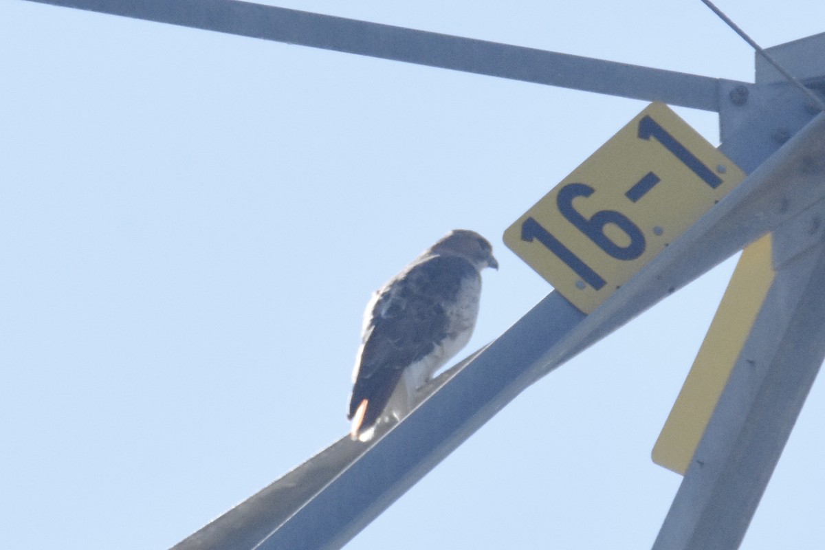 Red-tailed Hawk - ML121102831