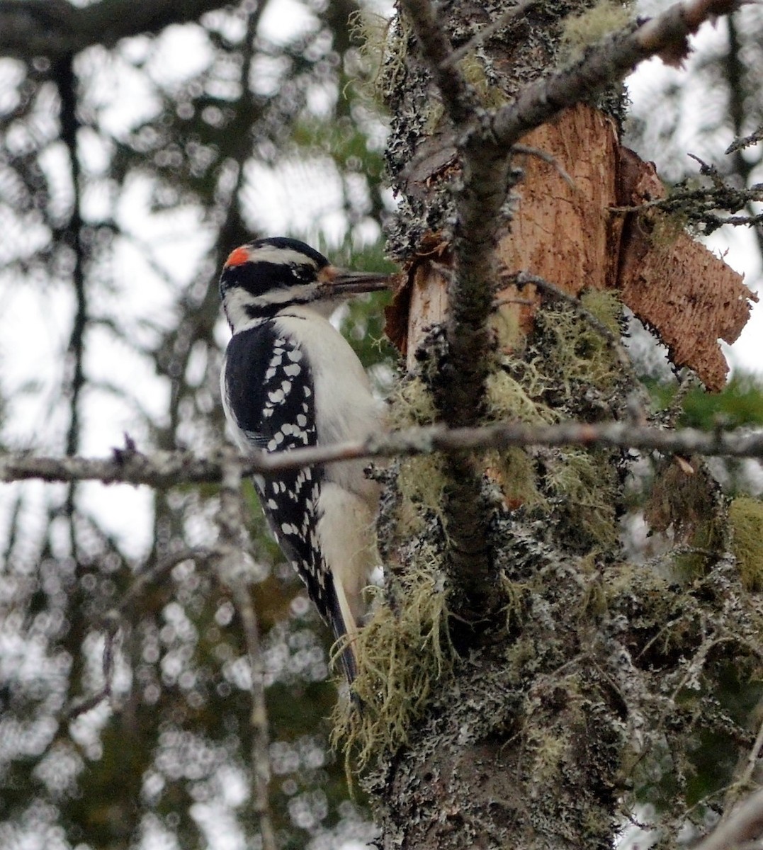 Hairy Woodpecker (Eastern) - Heather Pickard