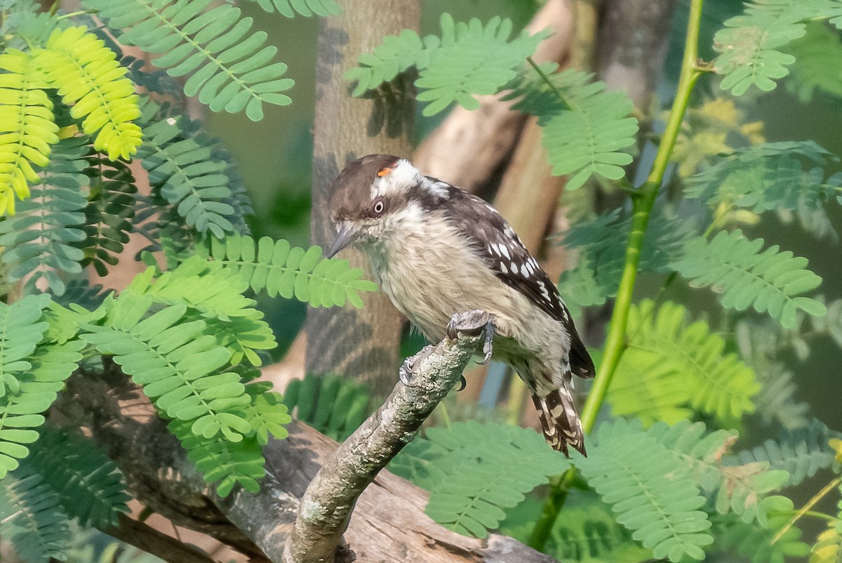 Brown-capped Pygmy Woodpecker - ML121103111