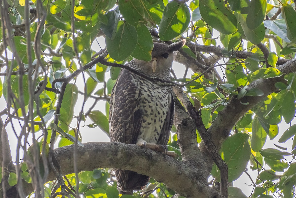 Spot-bellied Eagle-Owl - ML121103121