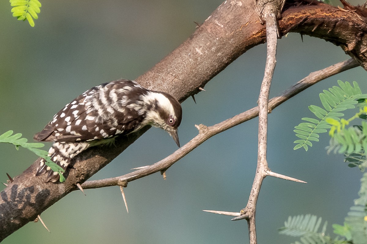Brown-capped Pygmy Woodpecker - ML121103141