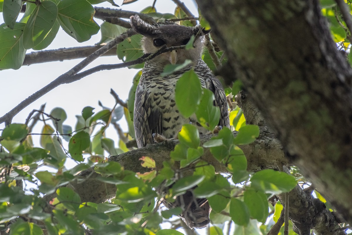 Spot-bellied Eagle-Owl - ML121103171