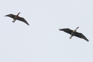 Greater White-fronted Goose, ML121104241